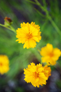 Arizona Wild Flowers