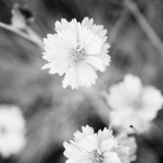 Arizona Wild Flowers