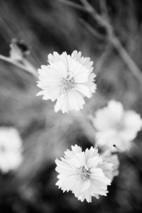Sedona Wild Flowers