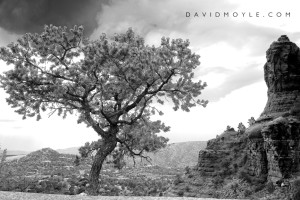 Giving Tree
