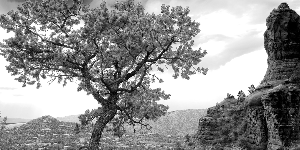Desert Black and White