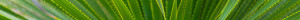 Desert Succulent