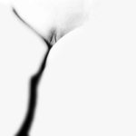 abstract vagina flower