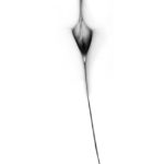 abstract vagina