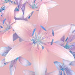Asiatic Lilies Pink