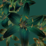 Asiatic Lilies Deep Green