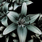 Asiatic Lilies Green