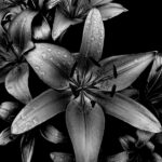 Asiatic Lilies Monotone
