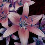 Asiatic Lilies Pink