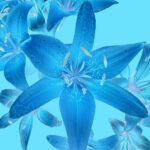 Asiatic Lilies Blue