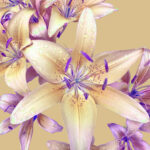 flower photography