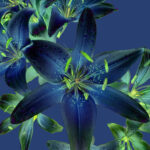 flower photography