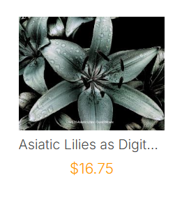 asiatic lilies