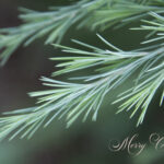 Christmas Cards