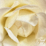 sympathy cards
