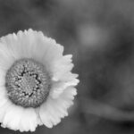 Black and White Flower Photography sunflower