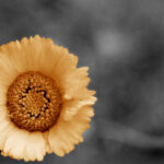 artistic flower photography