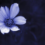 artistic flower photography