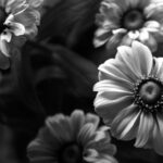 Black and White Flower Photography dahlia