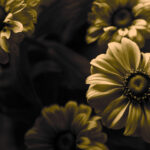 artistic flower photography dahlia