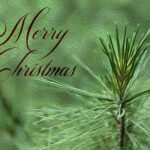 Christmas Cards