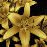 artistic flower photography lilies