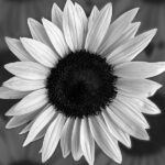 Black and White Flower Photography sunflower