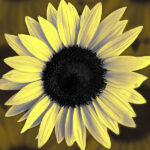 artistic flower photography sunflower
