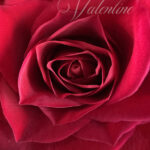 Valentine's Day Cards