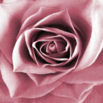 artistic flower photography rose