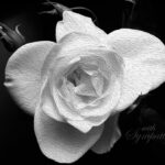 sympathy cards