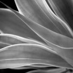Black and White Flower Photography succulent