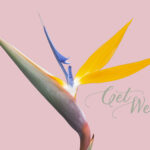 get well cards