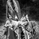 fantasy portrait photography