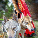 red riding hood and her wolves