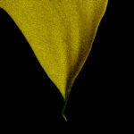yellow and black abstract background