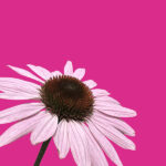 daisy greeting card
