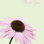 thank you cards