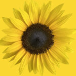 sunflower card