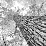 black and white tree photography