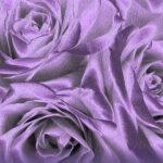 purple rose greeting card