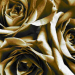 sepia roses