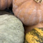 cinderella pumpkins and heirloom gourds