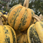 pumpkins and squash