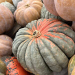 heirloom pumpkins and gourds