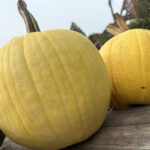 yellow heirloom pumpkins