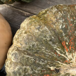 heirloom pumpkins and gourds