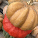 heirloom pumpkins and gourds