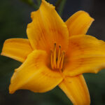 lily