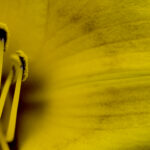 lily stamen